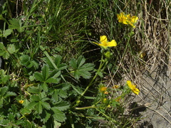 Potentilla pyrenaica