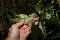 Schizomeria ovata