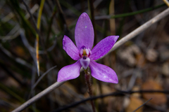 Glossodia minor