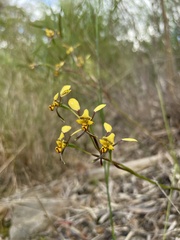 Diuris maculata