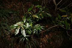 Schizomeria ovata