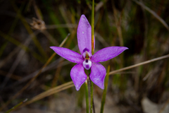 Glossodia minor