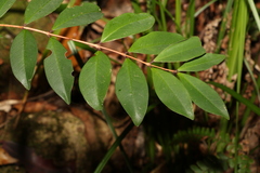 Pilidiostigma glabrum