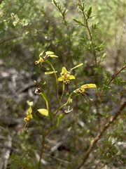 Diuris maculata