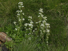 Saxifraga aquatica