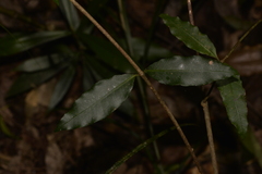 Melodinus australis