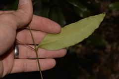 Melodinus australis