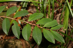 Pilidiostigma glabrum