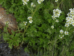 Saxifraga aquatica