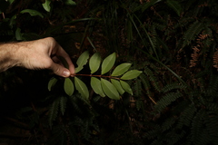 Pilidiostigma glabrum