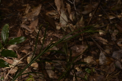 Exocarya sclerioides