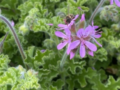 Pelargonium capitatum