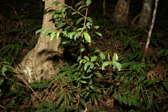 Pilidiostigma glabrum