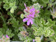 Pelargonium capitatum