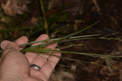 Exocarya sclerioides