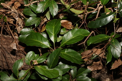 Cissus sterculiifolia