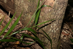 Flagellaria indica
