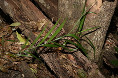 Flagellaria indica