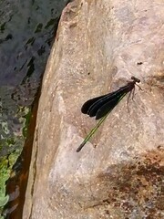 Atrocalopteryx atrata