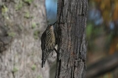 Cormobates leucophaea