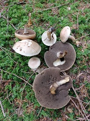 Suillus viscidus