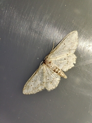 Idaea minuscularia