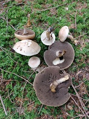 Suillus viscidus