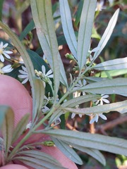 Olearia viscidula