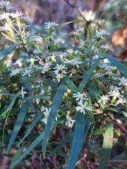 Olearia viscidula