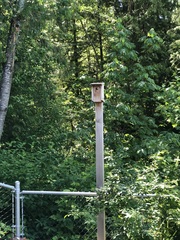 Poecile atricapillus