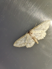 Idaea minuscularia