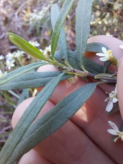 Olearia viscidula