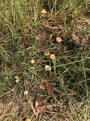 Marasmius oreades