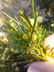 Acacia quadrilateralis