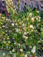 Acacia quadrilateralis