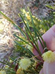Acacia quadrilateralis