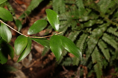 Trochocarpa laurina