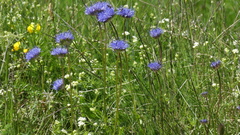 Jasione