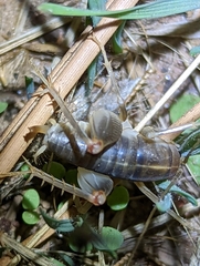 Ceuthophilus hesperus