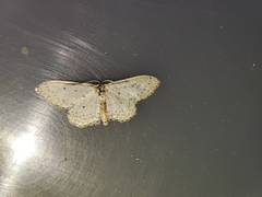 Idaea minuscularia