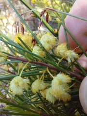 Acacia quadrilateralis