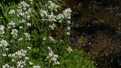 Saxifraga aquatica
