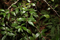 Trochocarpa laurina