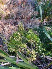 Acacia quadrilateralis