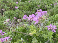 Pelargonium capitatum