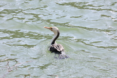 Phalacrocorax varius