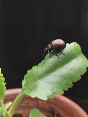 Chrysolina exanthematica