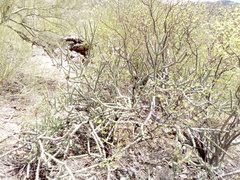 Cylindropuntia × vivipara