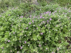 Pelargonium capitatum