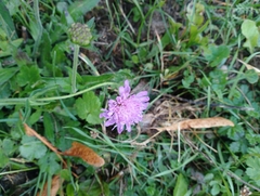 Knautia